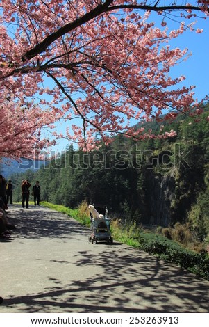 Taichung, TAIWAN - February 15 2013: the annual cherry blossom, attracting a large number of tourists