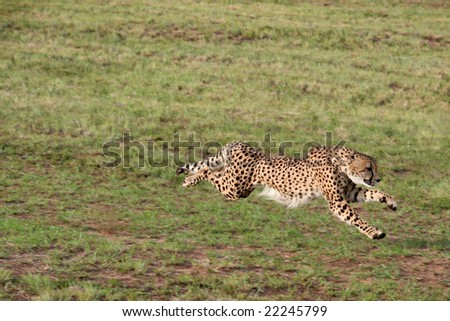 A cheetah at full sprint on an open plain