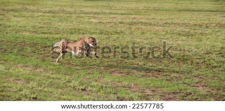 A cheetah accelerating on an open plain