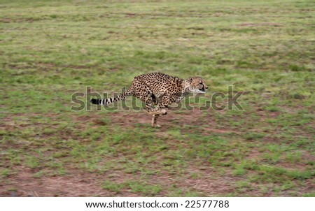 A cheetah running at full speed on an open plain