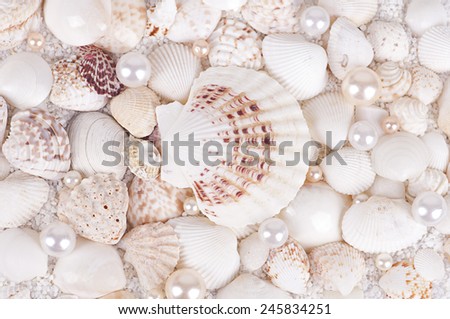 shells with pearls on a white coarse sand