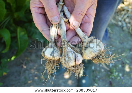 Garden life, hands with garlic