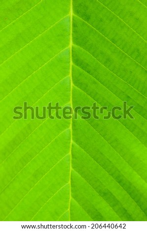 leaf lines.