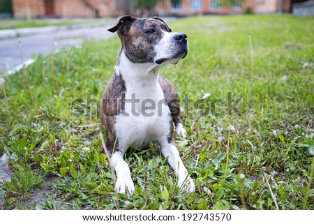 dog lying on the grass, dog looking to the side