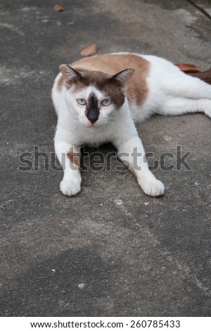 White and brown cat with a cute little brown nose