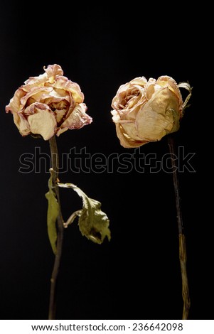 Withered roses on black background