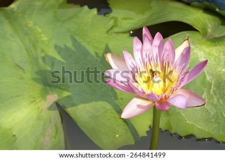 Purple lotus bloom in the water.
