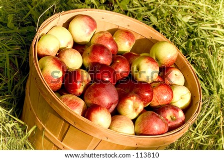 A bushel of apples.