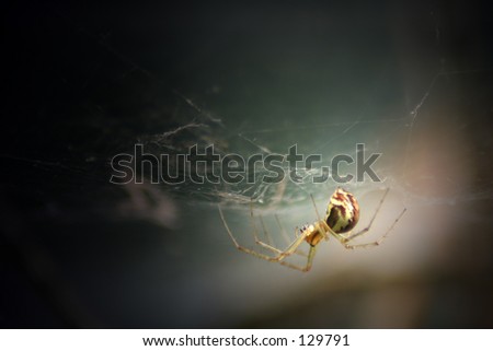 A spider hanging upside down from its web.