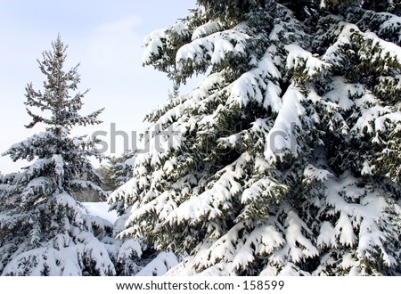 Two snowy pine trees.  Photo was taken with a wide angle lens.