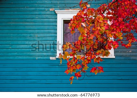 a color image of a house with blue siding with a window and a tree branch coming down across window. Leaves on branch are full of autumn leaves