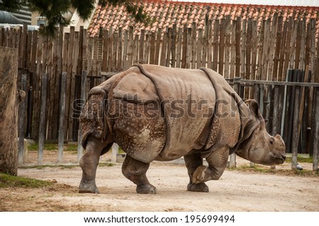 The Indian rhinoceros (Rhinoceros unicornis), also called the greater one-horned rhinoceros and Indian one-horned rhinoceros
