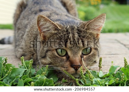 Cat hunting position in grass, close-up in his face and green eyes