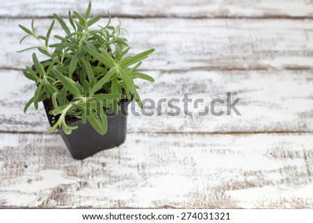 Rosemary plant in a pot on boards painted white