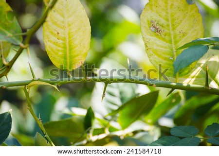 Green leaf of citrus-tree on branch with thorns