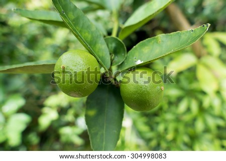 Lime fruit, Lime green tree hanging from the branches of it.