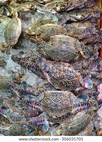 Sea food crab