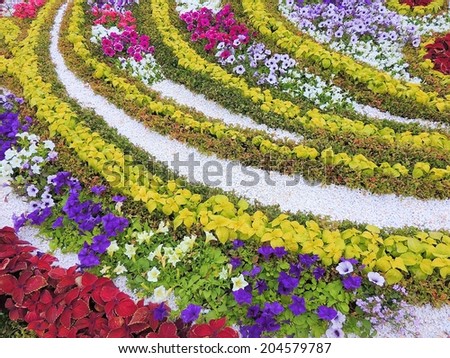 Natural floral background. Beautiful design of flower beds. Bright colorful flower background.