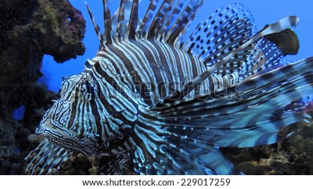 Zebra fish. Exotic Zebra fish or striped lionfish. Saltwater Fish.