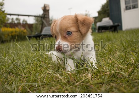 cute little puppy with blue eyes, sitting outdoors eating the grass