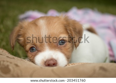 cute little puppy with blue eyes lies and Chewing in shoes