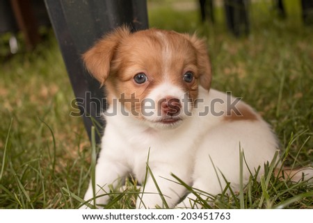 cute little puppy with blue eyes sitting outside