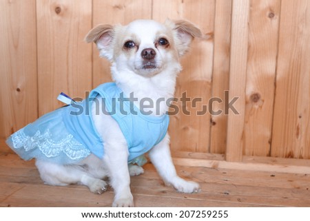 Little white dog in blue dress sitting down, dog clothing