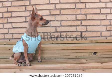 Little cute brown dog sitting in blue dress, Dog clothing