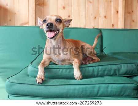 cute little brown dog lying down and relaxing