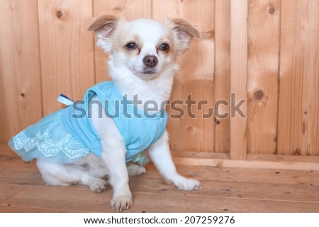 Little white dog in blue dress sitting down, dog clothing