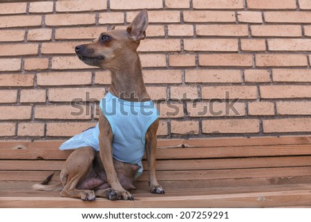 Little cute brown dog sitting in blue dress, Dog clothing