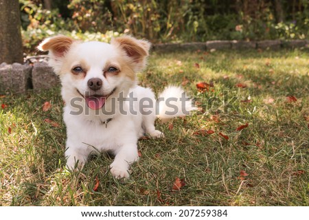 Cute little white dog lying down outdoor