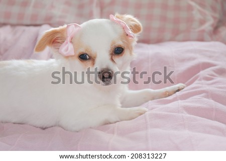 Little white chihuahua lying down, with pink bows on pink blanket