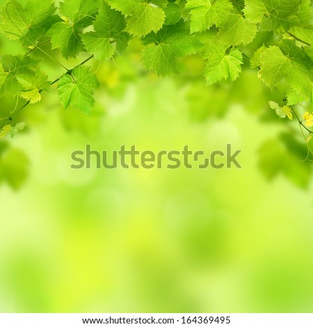 Bunch of green vine leaves and grapes vine