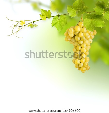 Bunch Of Green Vine Leaves And Grape Vine