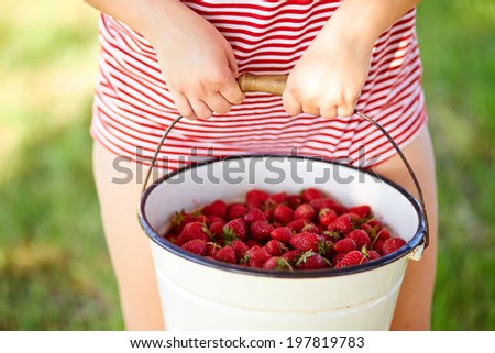 Closeup view of a young woman holding hands in a bucket full of fresh strawberries