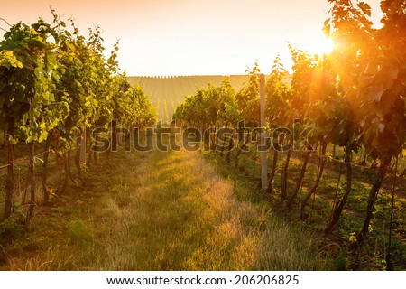 Beautiful Sunrise over a vineyard
