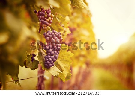 Vineyards at sunset in autumn harvest. Ripe grapes in fall. Toned