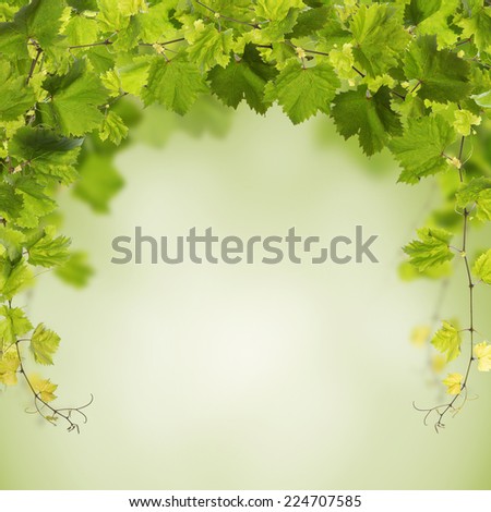 Bunch of green vine leaves