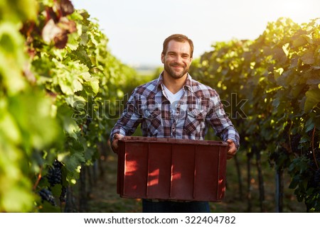 Farmer holding crate of grapes at harvesting in the vineyard, toned.