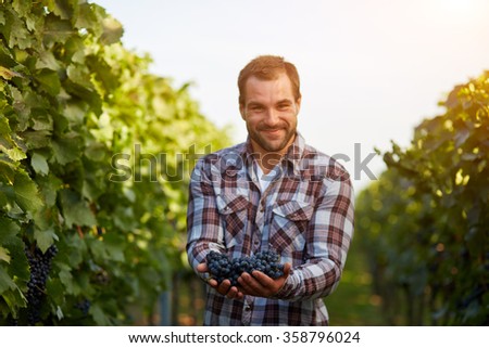 Freshly harvested blue grapes in the hands of farmers, toned