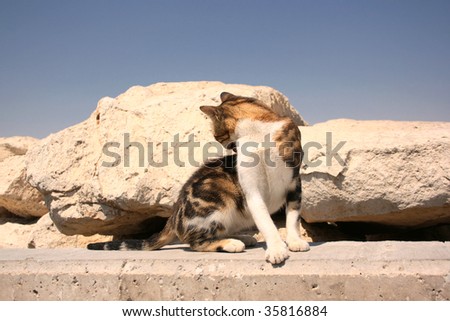 A cat cleaning his fur on the embankment