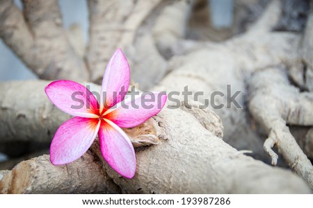 pink plumeria placed on the timber