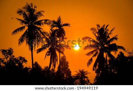Silhouette palm sunset
