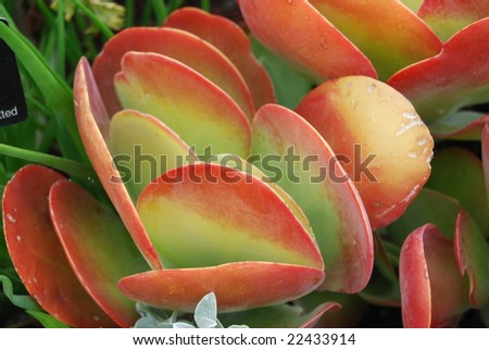 Red and Yellow Cacti Leaves