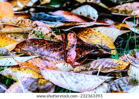 Crumples leaf litter