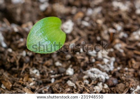 Top down macro closeup of a sapling growing from soil with room for text