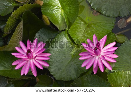 Two lotus blossoms (water lilies) floating side by side.  Bright pink petals, shot from above.  Multiple uses, including nature, gardening, travel, health, beauty, emotions, or other concepts.