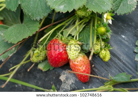 Strawberry plant in strawberry farm