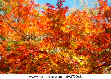 Colorful maple leaf background in autumn, Liaoning China